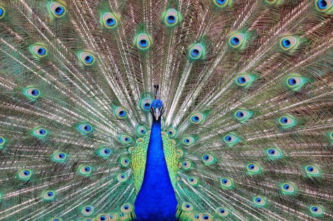peacock