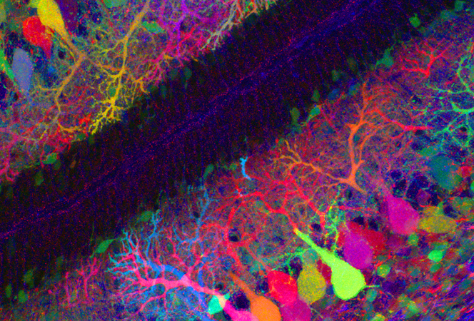 brainbow-image002