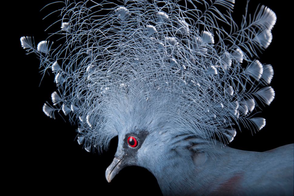 A vulnerable Victoria crowned pigeon (Goura victoria) at the Columbus Zoo.