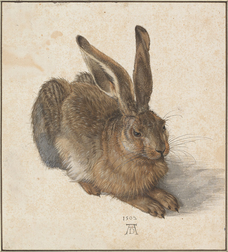 800px-Albrecht_Dürer_-_Hare,_1502_-_Google_Art_Project