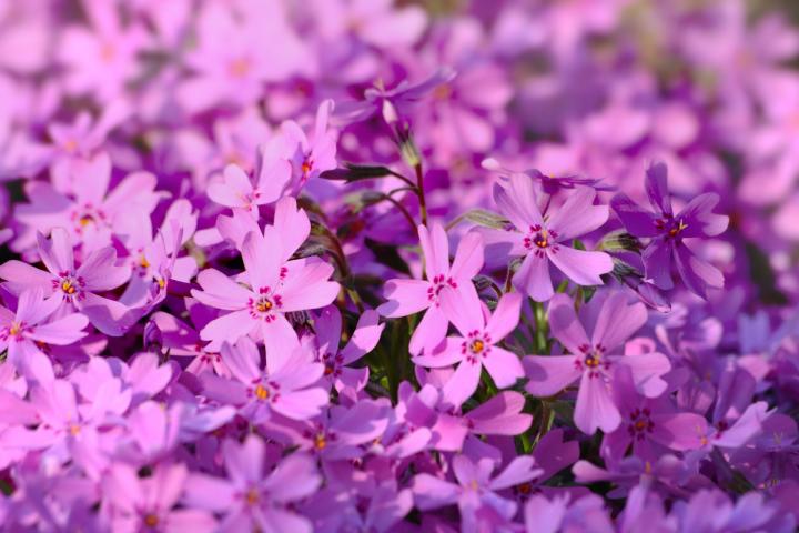 phlox-pink_full_width
